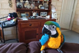 Blue and gold macaw parrots for sale