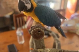 Blue and gold macaw parrots for sale