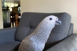 perfect african grey parrots for sale