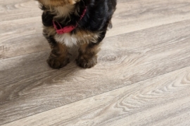 Gorgerous Yorkshire Terrier puppies 