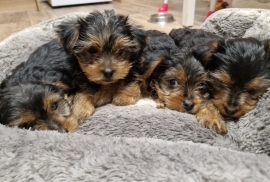 Gorgerous Yorkshire Terrier puppies 