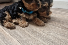 Gorgerous Yorkshire Terrier puppies 