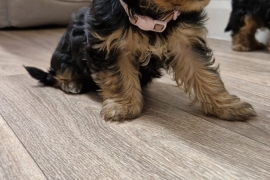 Gorgerous Yorkshire Terrier puppies 