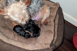 Gorgerous Yorkshire Terrier puppies 