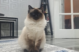 Ragdoll male