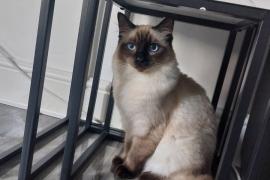 Ragdoll male