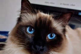 Ragdoll male