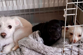 2x Jack Russell cross chihuahua pups 