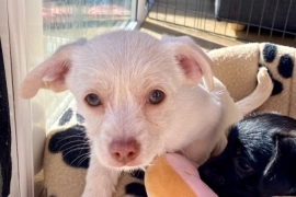 2x Jack Russell cross chihuahua pups 