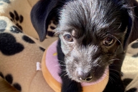 2x Jack Russell cross chihuahua pups 