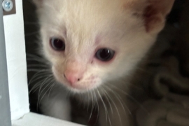 Flame point siamese