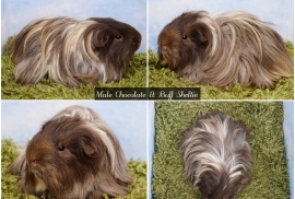 Young Long haired guinea pigs in Roche Cornwall