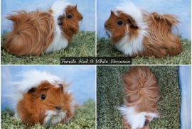 Young Long haired guinea pigs in Roche Cornwall