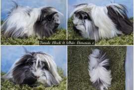 Young Long haired guinea pigs in Roche Cornwall