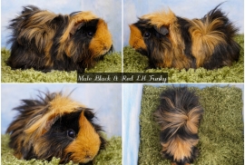 Young Long haired guinea pigs in Roche Cornwall