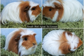 Young Long haired guinea pigs in Roche Cornwall