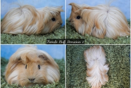 Young Long haired guinea pigs in Roche Cornwall