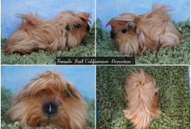 Young Long haired guinea pigs in Roche Cornwall