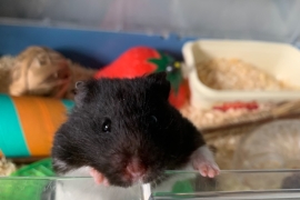 Syrian Hamster 