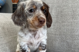 3 gorgeous longhair miniature dachshund 