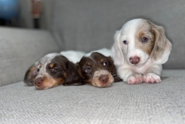 3 gorgeous longhair miniature dachshund 