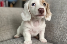 3 gorgeous longhair miniature dachshund 