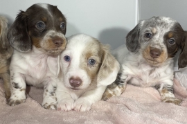 3 gorgeous longhair miniature dachshund 