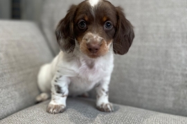 3 gorgeous longhair miniature dachshund 