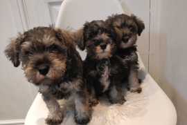 Miniature Schnauzer for sale 