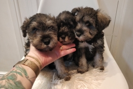 Miniature Schnauzer for sale 