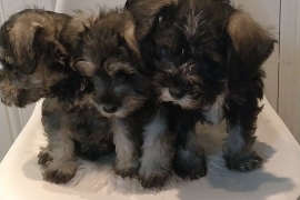 Miniature Schnauzer for sale 