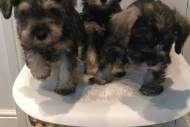 Miniature Schnauzer for sale 