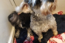 Miniature Schnauzer for sale 