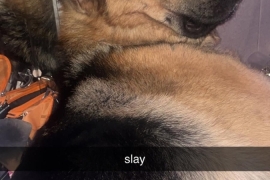 German shepherd 