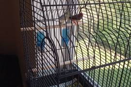 2 birds & cage