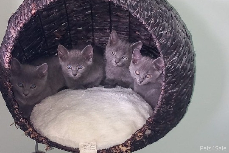 Pure Russian Blue Kittens