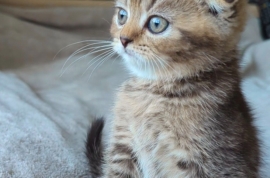 PEDIGREE CERTIFICAT• TICA• SCOTTISH FOLD STRAIGHT 