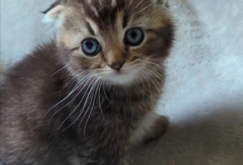 PEDIGREE CERTIFICAT• TICA• SCOTTISH FOLD STRAIGHT 