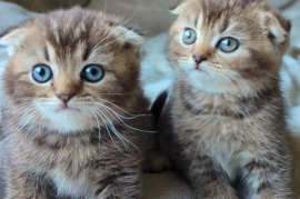 PEDIGREE CERTIFICAT• TICA• SCOTTISH FOLD STRAIGHT 