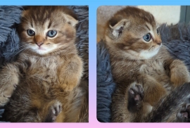 PEDIGREE CERTIFICAT• TICA• SCOTTISH FOLD STRAIGHT 