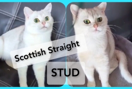 *STUD*PEDIGREE CERTIFICATE*TICA*SCOTTISH STRAIGHT 