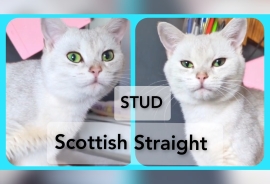 *STUD*PEDIGREE CERTIFICATE*TICA*SCOTTISH STRAIGHT 