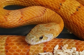 Male corn snake