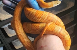 Male corn snake