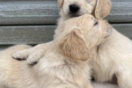  *Beautiful, KC, DNA clear Golden retriever pups* 