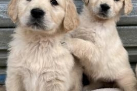  *Beautiful, KC, DNA clear Golden retriever pups* 