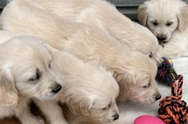  *Beautiful, KC, DNA clear Golden retriever pups* 