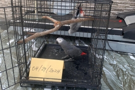 Hand raised African grey parrots