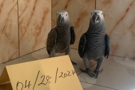 Hand raised African grey parrots