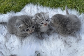 Beautiful Scottish fold kittens